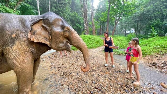 Krabi: Ethical Elephant Care Experience With Hotel Transfer - Frequently Asked Questions