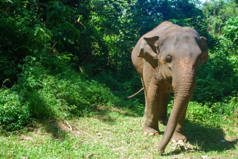 Krabi: Ethical Elephant Sanctuary Experience - Key Points