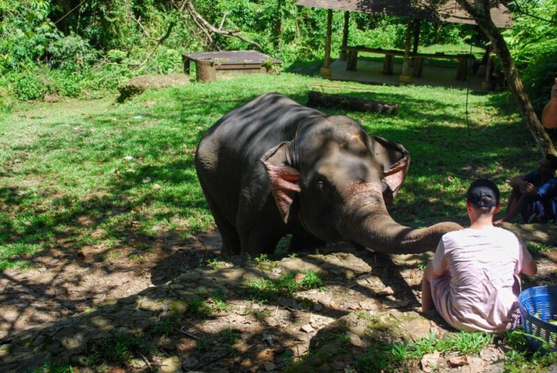 Krabi: Ethical Elephant Sanctuary Experience - Important Information