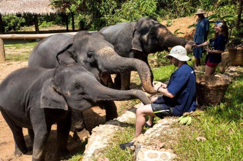 Krabi: Ethical Elephant Sanctuary Experience - Customer Feedback