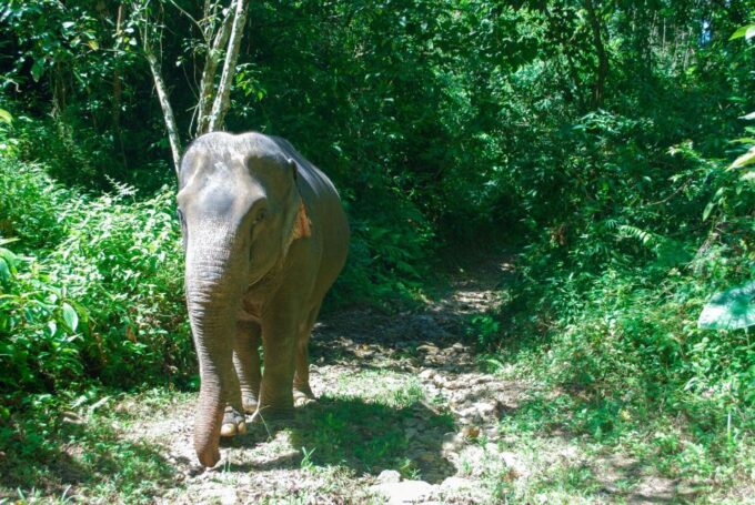 Krabi: Ethical Elephant Sanctuary Experience - Elephant Health and Welfare