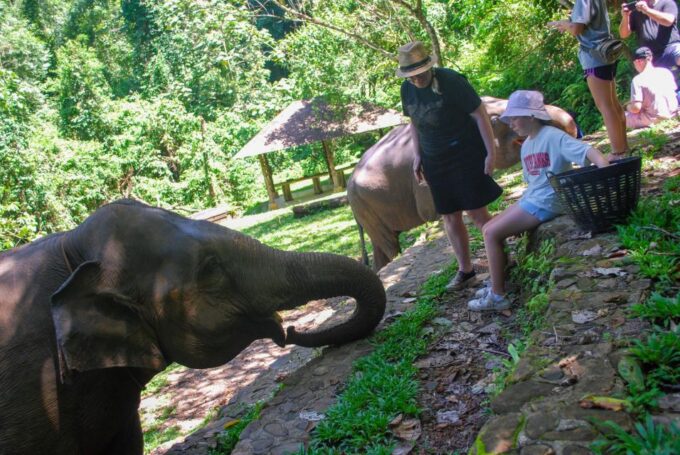 Krabi: Ethical Elephant Sanctuary Experience - Sanctuary Experience