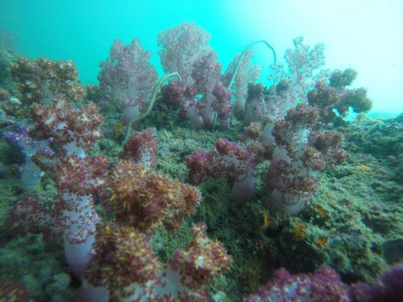 Krabi: Freediving and Snorkeling at Yawasam and Talu Island - Key Points