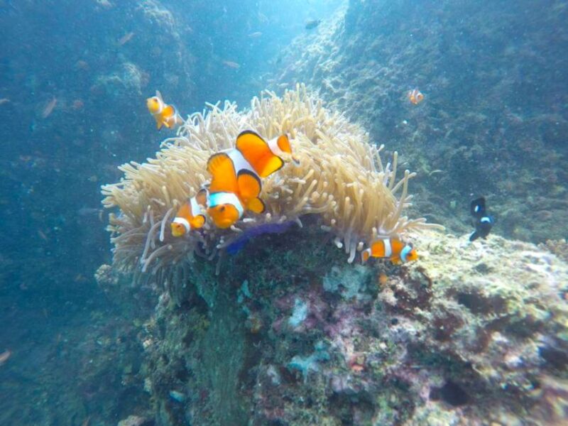 Krabi: Freediving and Snorkeling at Yawasam and Talu Island - Participant Requirements
