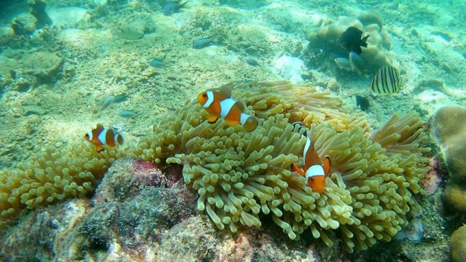 Krabi: Freediving and Snorkeling at Yawasam and Talu Island - Customer Ratings