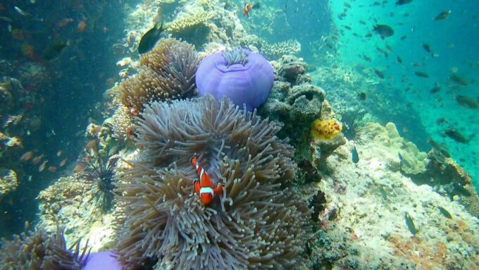 Krabi: Freediving and Snorkeling at Yawasam and Talu Island - Safety Briefing