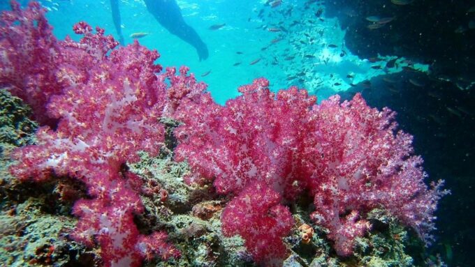 Krabi: Freediving and Snorkeling at Yawasam and Talu Island - Frequently Asked Questions