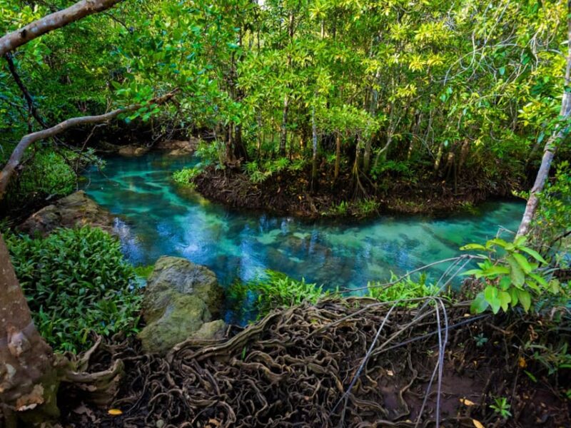 Krabi: Kayaking, Crystal Lagoon, and Fish Spa in Klong Root - Fish Feeding and Spa