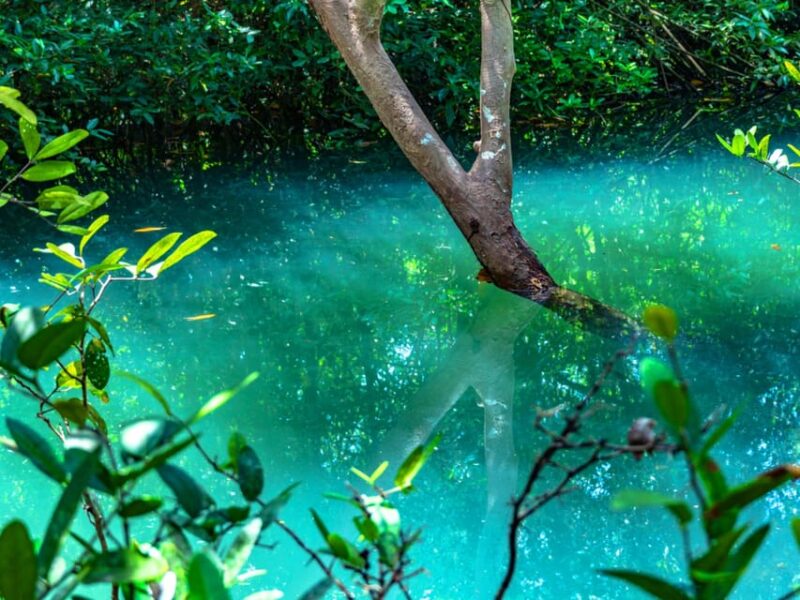 Krabi: Kayaking, Crystal Lagoon, and Fish Spa in Klong Root - Pineapple Farm Exploration
