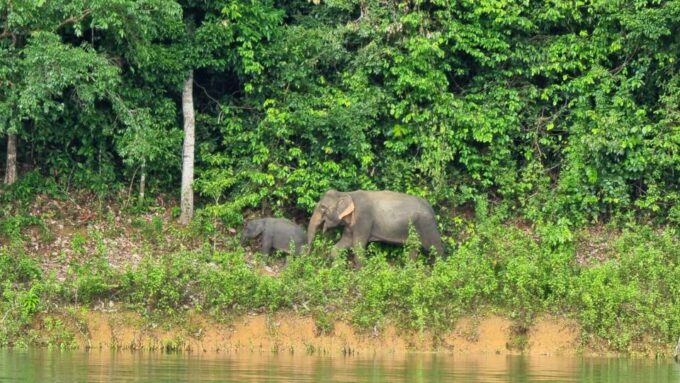 Krabi: Khao Sok National Park & Cheow Lan Lake Boat Tour - Frequently Asked Questions