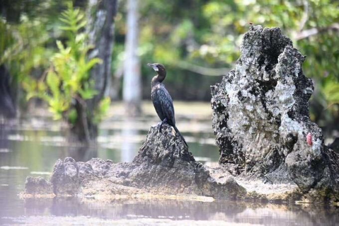 Krabi: Klong Root (Crystal Lake) Kayaking Tour - Customer Feedback