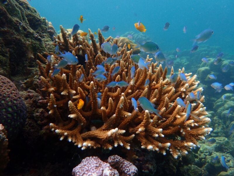 Krabi: Koh Rok & Koh Haa Hidden Snorkeling Tour by Speedboat - Activity Exclusions