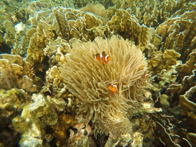 Krabi: Koh Rok & Koh Haa Hidden Snorkeling Tour by Speedboat - What to Bring and Not Bring