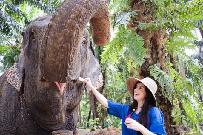 Krabi Mangrove Kayak &Elephant Shelter With Private Transfer - Cancellation Policy