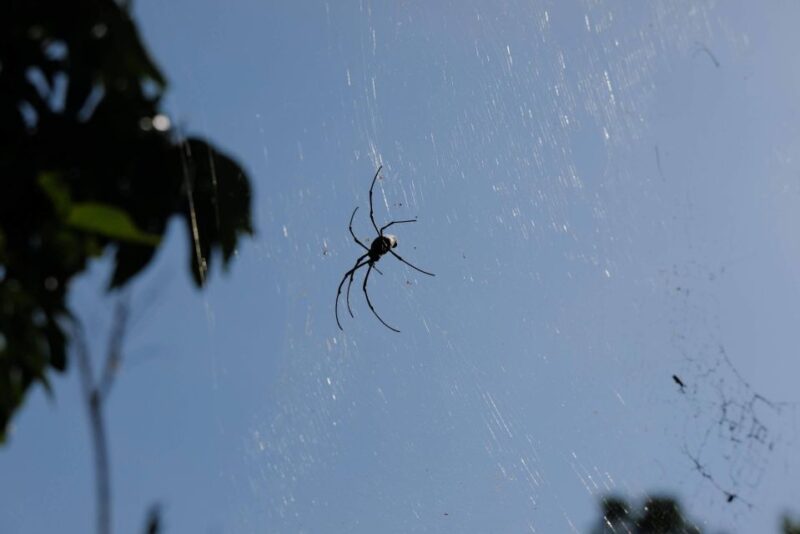 Krabi Outback Explorer to Emerald Pool & Wareerak Hotspring - Important Information
