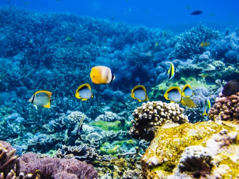 Krabi: Private 4 Islands Snorkeling Tour With Long-Tail Boat - Chicken Island Snorkeling