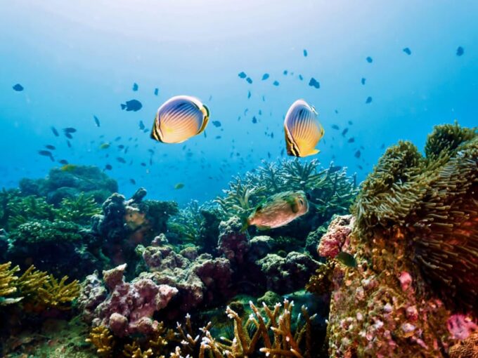 Krabi: Private 4 Islands Snorkeling Tour With Long-Tail Boat - Tup Island Phenomenon