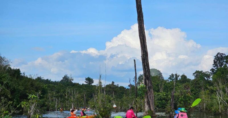 Krabi: South Kayak Klong Root Kayaking Tour - Key Points