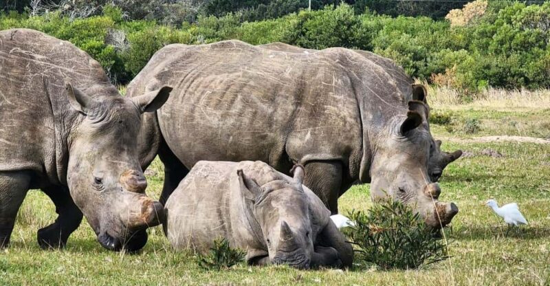 Kragga Kamma Game Park Full Day Safari - Wildlife Encounters