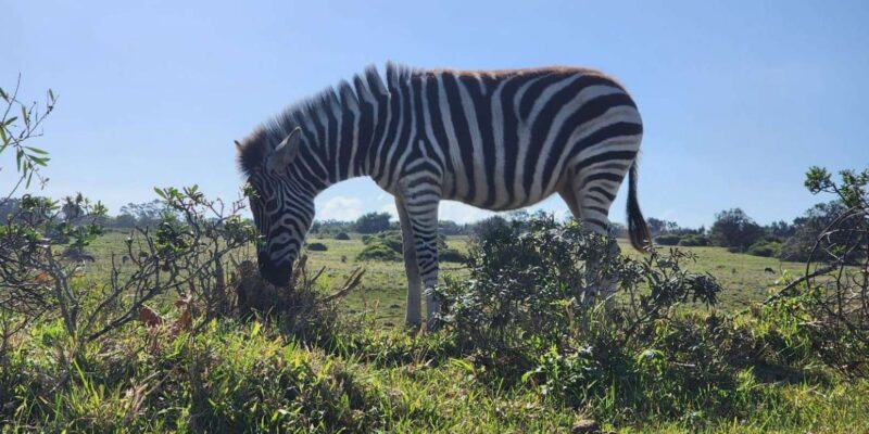 Kragga Kamma Game Park Full Day Safari - Important Information for Participants