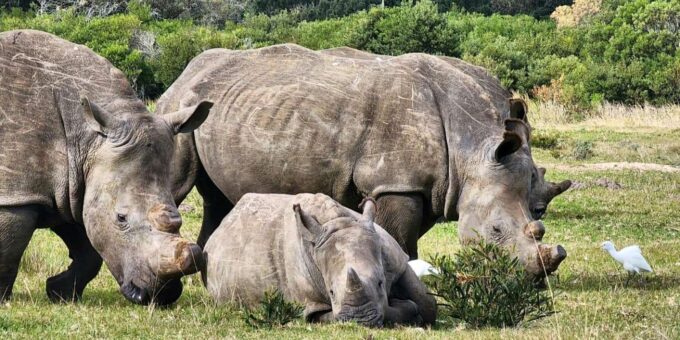 Kragga Kamma Game Park Full Day Safari - Booking and Cancellation Policy