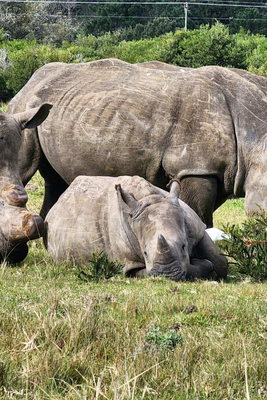 Kragga Kamma Game Park Half Day Safari - Key Points