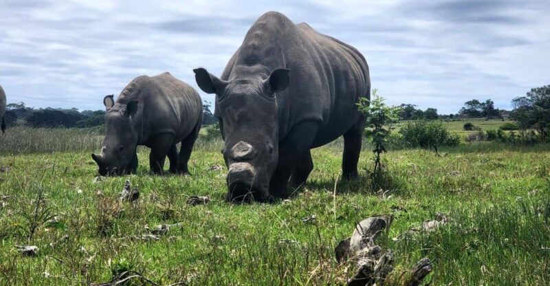 Kragga Kamma Game Park Half Day Safari - Wildlife Experience