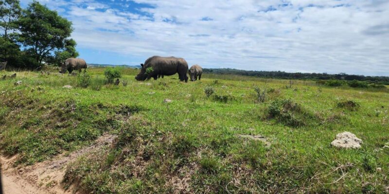 Kragga Kamma Game Park Half Day Safari - Travel and Main Activities