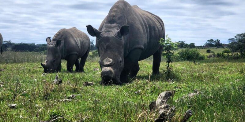 Kragga Kamma Game Park Half Day Safari - Inclusions and Exclusions