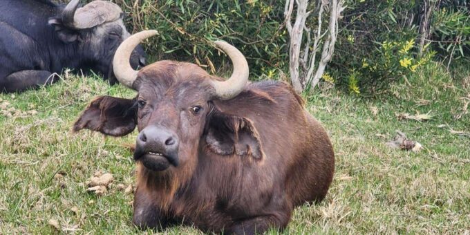 Kragga Kamma Game Park Half Day Safari - Important Information