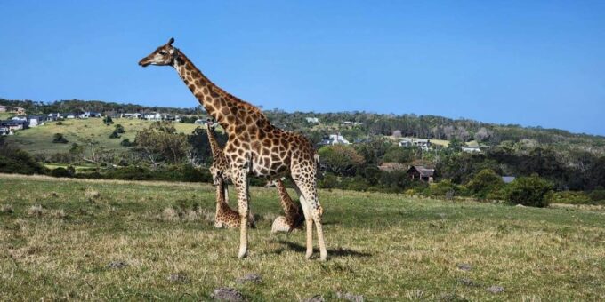 Kragga Kamma Game Park Half Day Safari - Contact and Booking Details