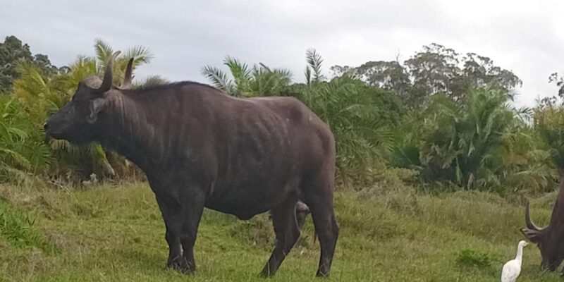 Kragga Kamma Game Park: Safari / Shore Excursions - Overview and Pricing