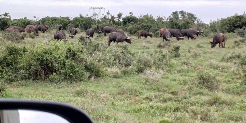 Kragga Kamma Game Park: Safari / Shore Excursions - Guided Tour Itinerary