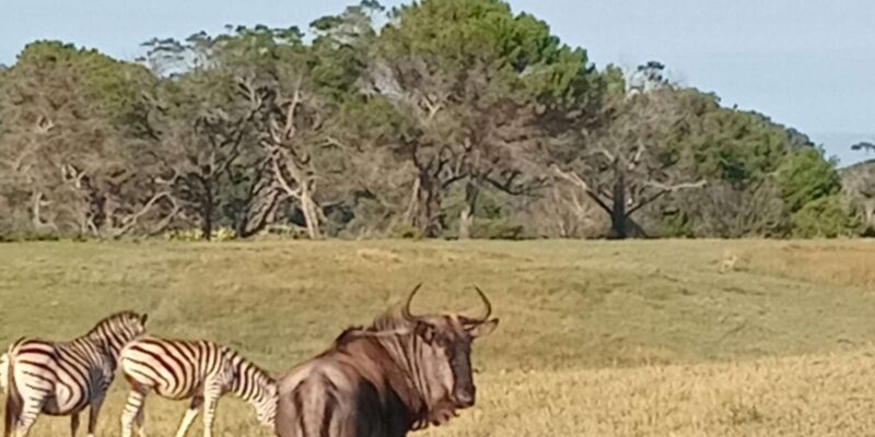 Kragga Kamma Game Park: Safari / Shore Excursions - Wildlife and Environment