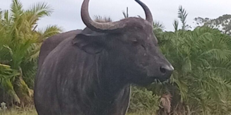 Kragga Kamma Game Park: Safari / Shore Excursions - Inclusions and Features