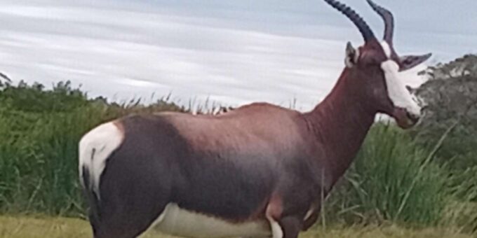 Kragga Kamma Game Park: Safari / Shore Excursions - Customer Testimonials