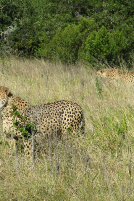 Kragga Kamma Game Park: Safari / Shore Excursions - Booking and Reservations