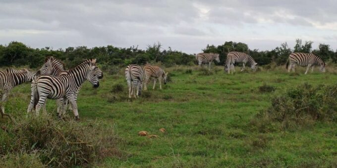 Kragga Kamma Game Park: Safari / Shore Excursions - Frequently Asked Questions