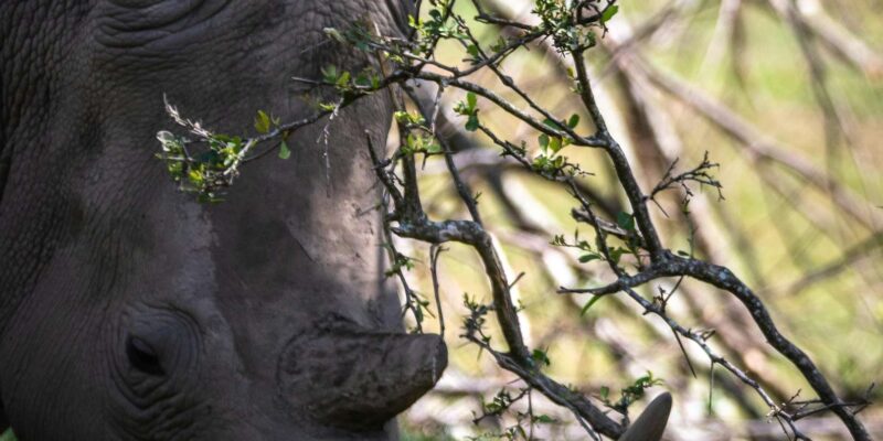 KRAGGA KAMMA GAME PARK - Home to African Game