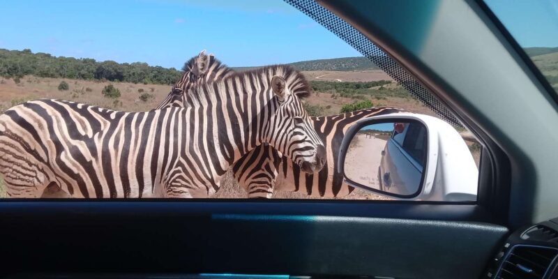 KRAGGA KAMMA GAME PARK - Snacks and Logistics