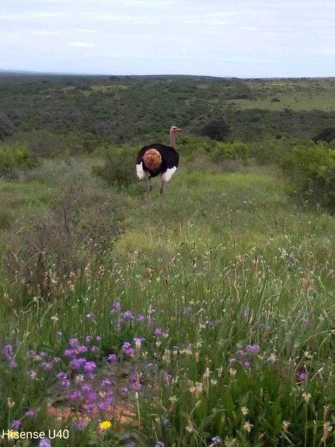 Kragga Kamma Safaris And Shore Excursions - Wildlife Exploration