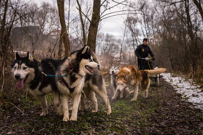 Kraków Full Dog Sled Ride - Terms and Conditions