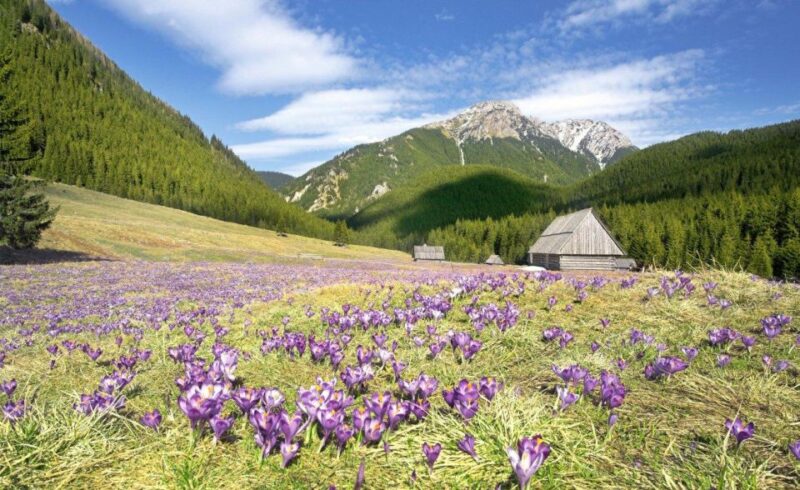 Krakow: Krakow Airport to Zakopane Private Transfer - Key Points