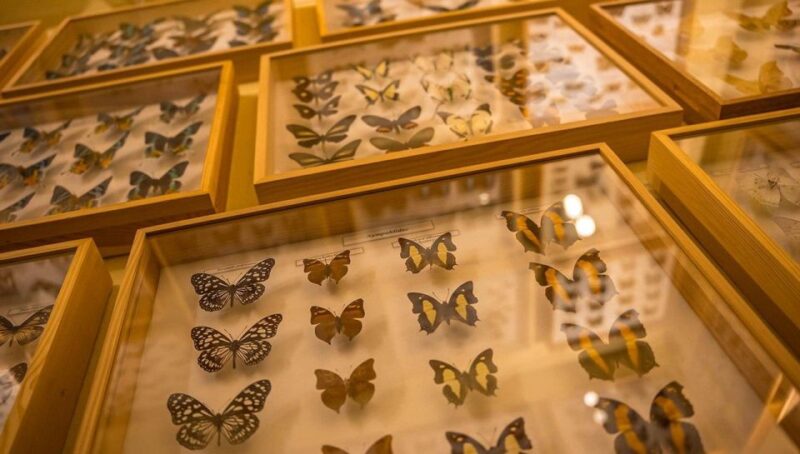 Krakow: Living Butterfly Museum - Visitor Experiences