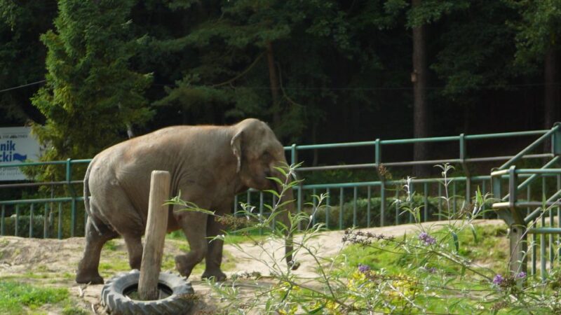 Krakow: Zoo Tour With Private Transport and Tickets - Key Points