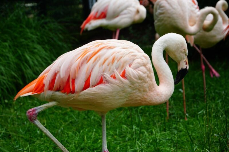 Krakow: Zoo Tour With Private Transport and Tickets - Booking Information