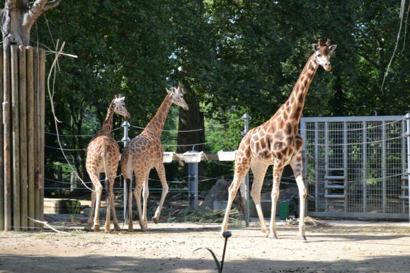 Krakow: Zoo Tour With Private Transport and Tickets - Visitor Preparation