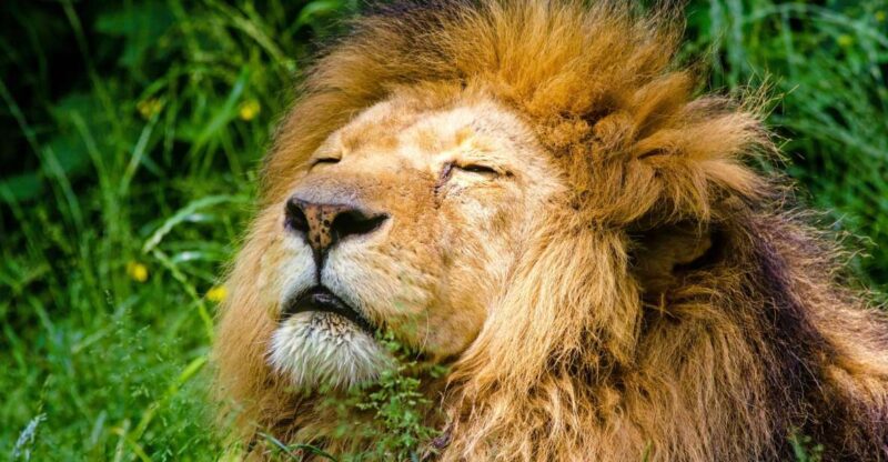 Krakow: Zoo With Hotel Pickup - Key Points