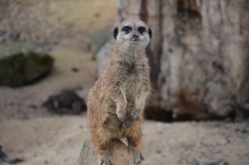 Krakow: Zoo With Hotel Pickup - Animals and Exhibits