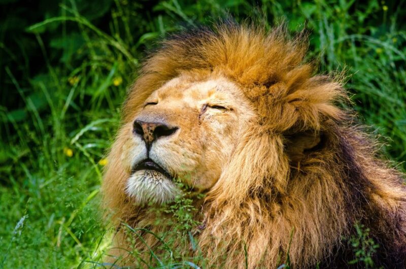 Krakow: Zoo With Hotel Pickup - Conservation Efforts